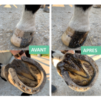 Hufsalbe trockener Huf Eimer Ekin Hufsalbe trockener Huf Eimer Ekin