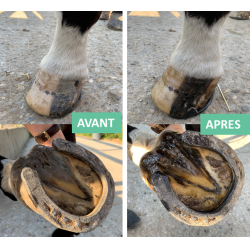 Hufsalbe trockener Huf Eimer Ekin