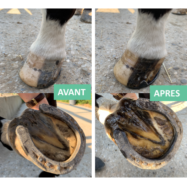 Hufsalbe trockener Huf Eimer Ekin