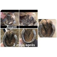 Behandlungsspray für Strahl- und Sohlfäule Ekin Behandlungsspray für Strahl- und Sohlfäule Ekin