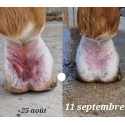 Anti-Riss-Salbe für das Fesselgelenk Ekin Anti-Riss-Salbe für das Fesselgelenk Ekin