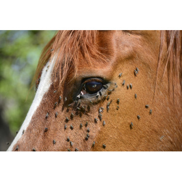 Insektenabwehrmittel Ekin Insektenabwehrmittel Ekin