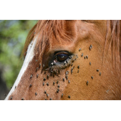 Insektenabwehr für den Kopf Ekin Insektenabwehr für den Kopf Ekin