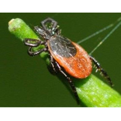 Insektenabwehr für den Kopf Ekin Insektenabwehr für den Kopf Ekin