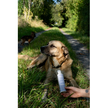 Ergänzungsfuttermittel Alodis Care Cani Complexe für Hunde Ergänzungsfuttermittel Alodis Care Cani Complexe für Hunde