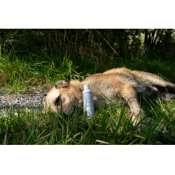 Ergänzungsfuttermittel Alodis Care Cani Complexe für Hunde Ergänzungsfuttermittel Alodis Care Cani Complexe für Hunde