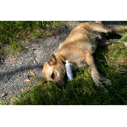 Ergänzungsfuttermittel Alodis Care Cani Complexe für Hunde Ergänzungsfuttermittel Alodis Care Cani Complexe für Hunde