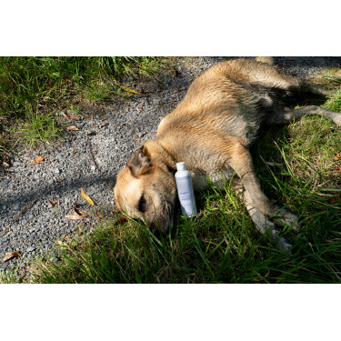 Ergänzungsfuttermittel Alodis Care Cani Complexe für Hunde Ergänzungsfuttermittel Alodis Care Cani Complexe für Hunde