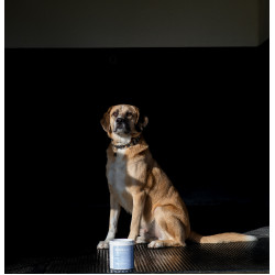 Alodis Care Cani Clay Tonerde für Hunde Alodis Care Cani Clay Tonerde für Hunde