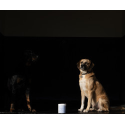 Alodis Care Cani Clay Tonerde für Hunde Alodis Care Cani Clay Tonerde für Hunde