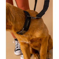 GEM Hundehalsband Schwarz GEM Hundehalsband Schwarz