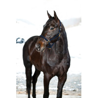 HALFTER YANKEE NYLON 20 MM HALFTER YANKEE NYLON 20 MM