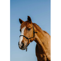 Ethologisches Nylonhalfter Norton Diams Schwarz Ethologisches Nylonhalfter Norton Diams Schwarz