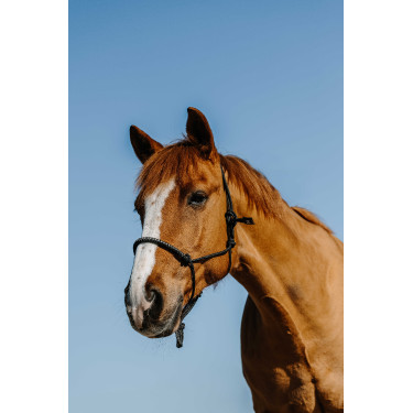 Ethologisches Nylonhalfter Norton Diams Ethologisches Nylonhalfter Norton Diams