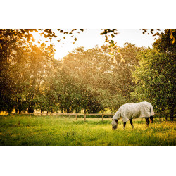 Fliegenmasken Horseware Newmarket Holzkohle Witney Grau Fliegenmasken Horseware Newmarket Holzkohle Witney Grau