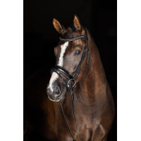 Nasenriemen Covalliero Schwarz lackiert