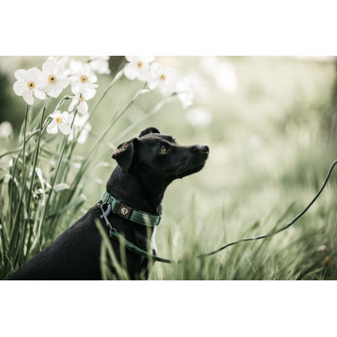 Lass Kentucky für Hund Eidechse