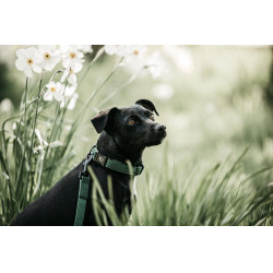 Lass Kentucky für Hund Eidechse Olivgrün Gr&uuml;n