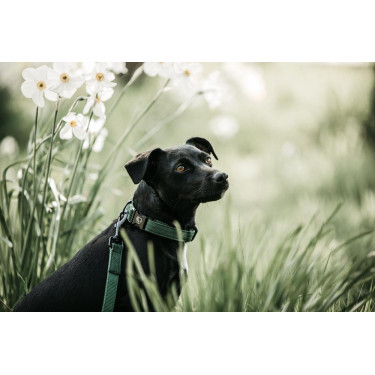 Lass Kentucky für Hund Eidechse Olivgrün Gr&uuml;n