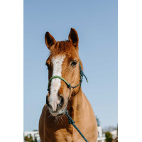 Ethologisches Halfter + Führstrick Norton Schweden Dunkelgrün / Hellgrün Grün Ethologisches Halfter + Führstrick Norton Schweden Dunkelgrün / Hellgrün Grün