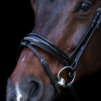 Trense mit englischem Reithalfter Imperial Riding Schwarz / schwarz