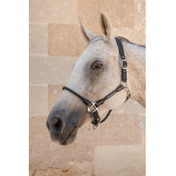 Halter Harcour Honey