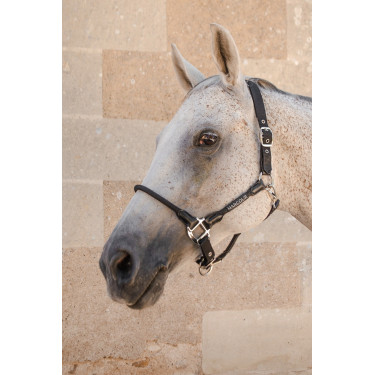 Halter Harcour Honey
