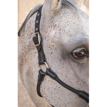 Halter Harcour Honey Schwarz