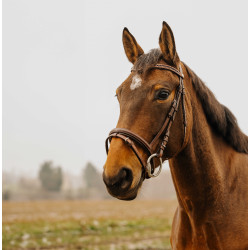 Trensenzaum Norton Club Strass V Havanna Braun Trensenzaum Norton Club Strass V Havanna Braun