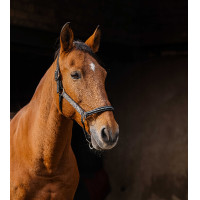 Nylonhalfter Equithème Domino Grau