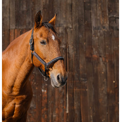 Nylonhalfter Equithème Domino Kupfer Braun