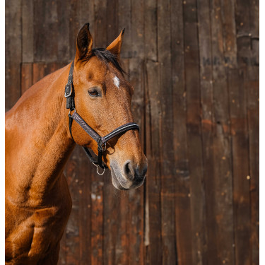 Nylonhalfter Equithème Domino Kupfer Braun
