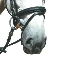 Zaumzeug Pull Back Le Touquet Privilege Reitsport