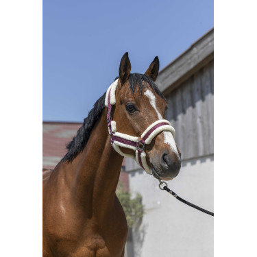 Norton Cosy Halfter Bordeaux