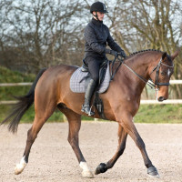 Glocken Lock On Horze