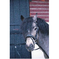 Trense Pénélope Eden Havanna Braun