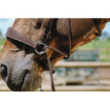 Bitless-Zaumzeug Norton Havanna Braun