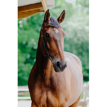 Bridon Freedom Norton Havanna Braun