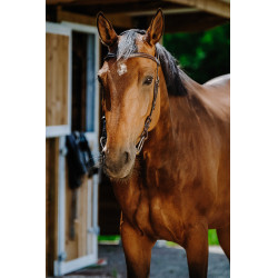 Bridon Freedom Norton Havanna Braun