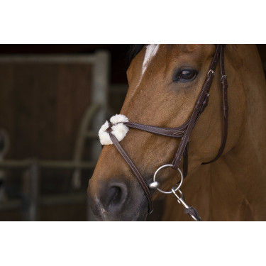 Bridon Norton Pro mit kombiniertem Reithalfter Bridon Norton Pro mit kombiniertem Reithalfter