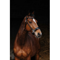 Bridon Norton Pro Hackamore Schwarz Bridon Norton Pro Hackamore Schwarz