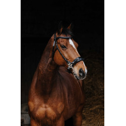 Bridon Norton Pro Hackamore Schwarz Bridon Norton Pro Hackamore Schwarz
