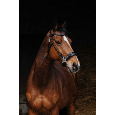 Bridon Norton Pro Hackamore Schwarz Bridon Norton Pro Hackamore Schwarz