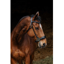 Bridon Norton Pro Hackamore Schwarz Bridon Norton Pro Hackamore Schwarz