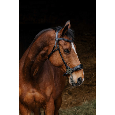 Bridon Norton Pro Hackamore Schwarz Bridon Norton Pro Hackamore Schwarz