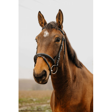 Bridon Norton Club Square Schwarz