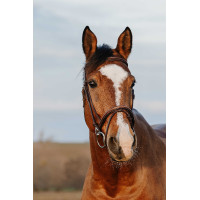 Bridon Norton Club Easy Havanna Braun