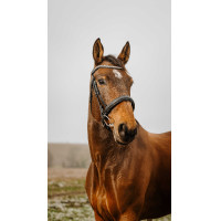 Bridon Norton Club Diva Schwarz