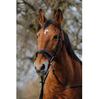 Bridon Norton Training Schwarz Bridon Norton Training Schwarz