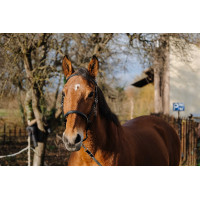Trense/Halfter Norton Training Schwarz Trense/Halfter Norton Training Schwarz